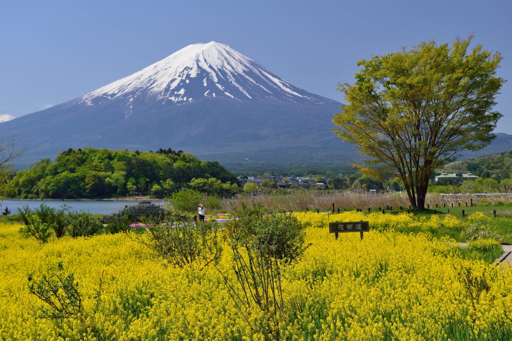 週末の富士山（新作446）