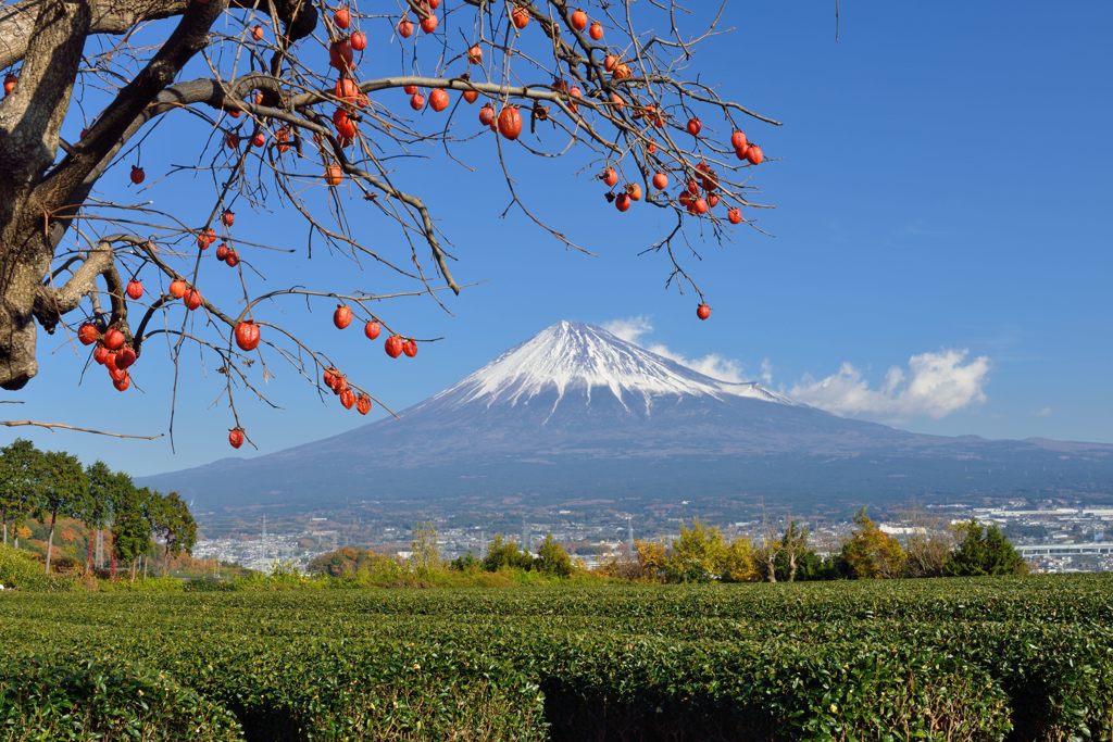 平日の富士山486