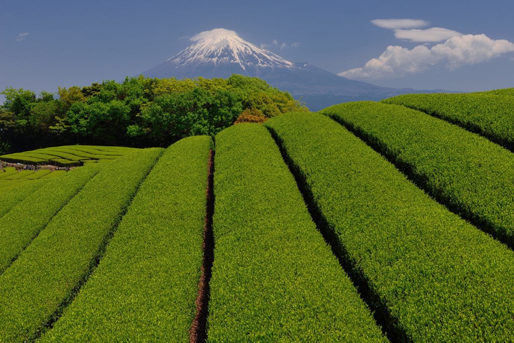 週末の富士山（新作607）