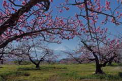 週末の富士山（新作1142）