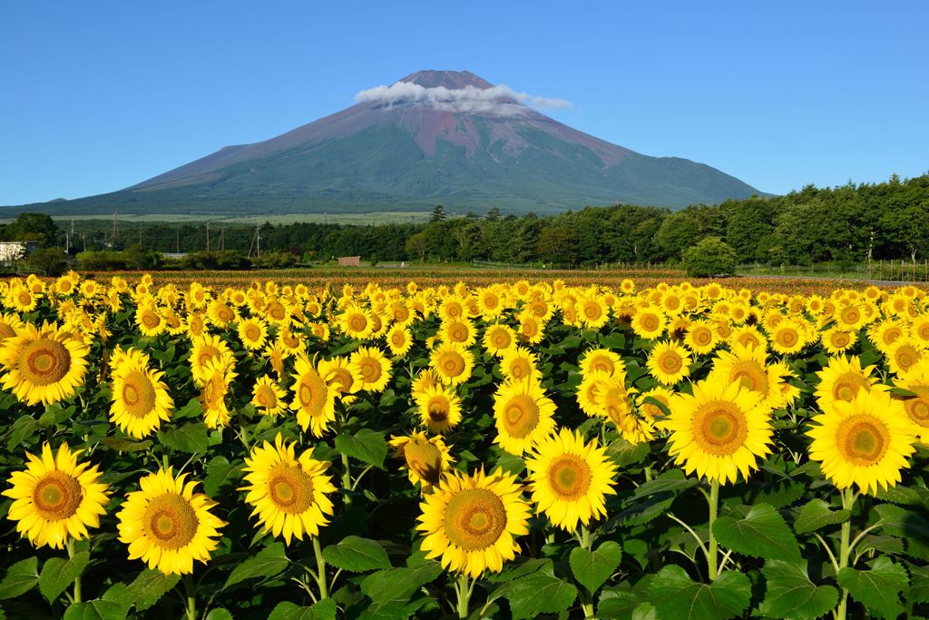 平日の富士山85