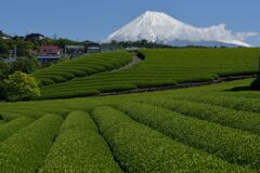 平日の富士山722