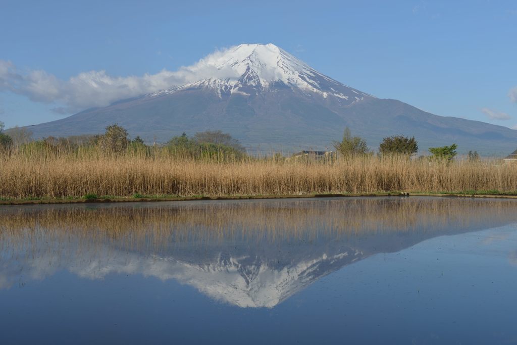 平日の富士山288