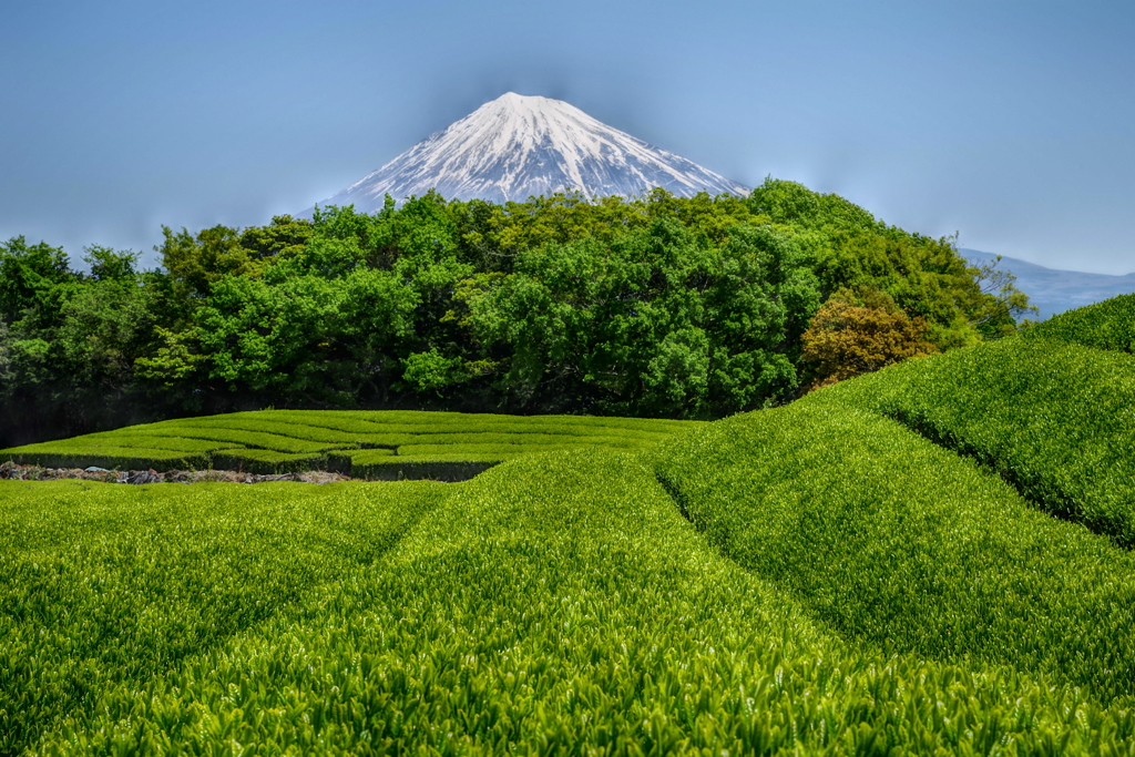 週末の富士山（新作649）