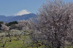 平日の富士山1064