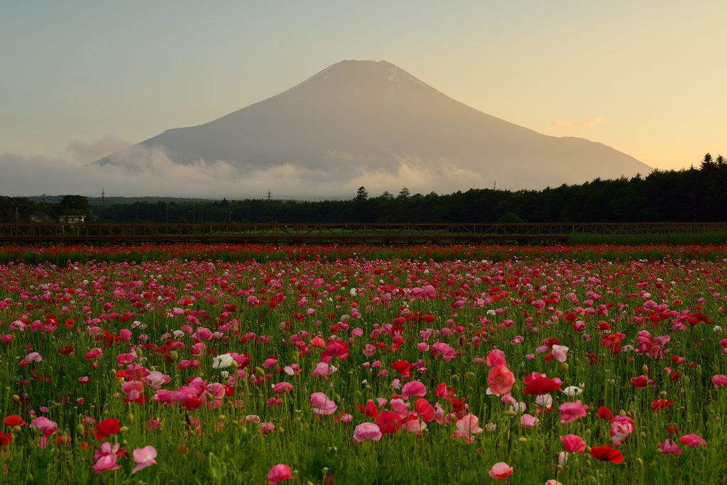 平日の富士山336