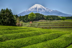 週末の富士山（新作652）