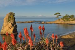 週末の富士山（新作712）