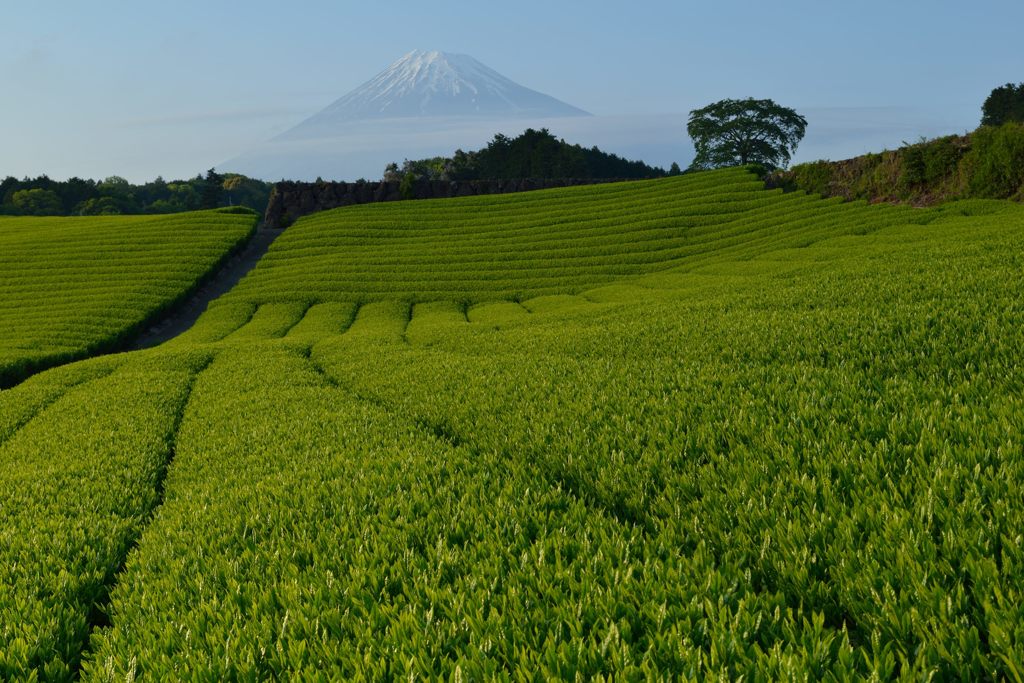 週末の富士山（新作855）