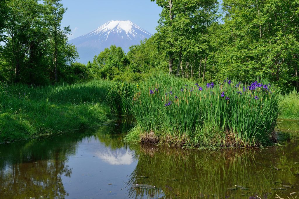 週末の富士山（新作907）