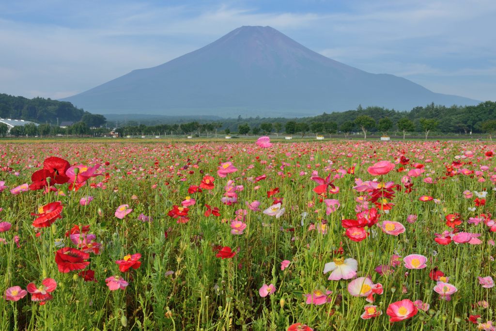 週末の富士山（新作950）