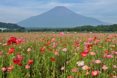 週末の富士山（新作950）