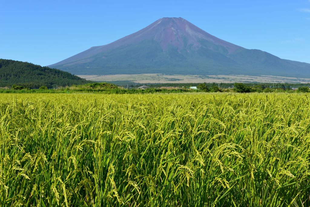週末の富士山（新作1013）