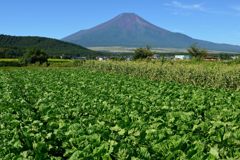 週末の富士山（新作1015）