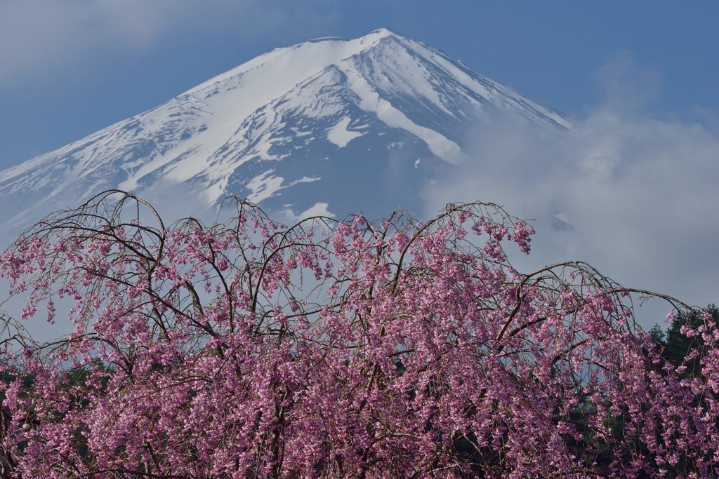週末の富士山（新作206）