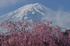 週末の富士山（新作206）