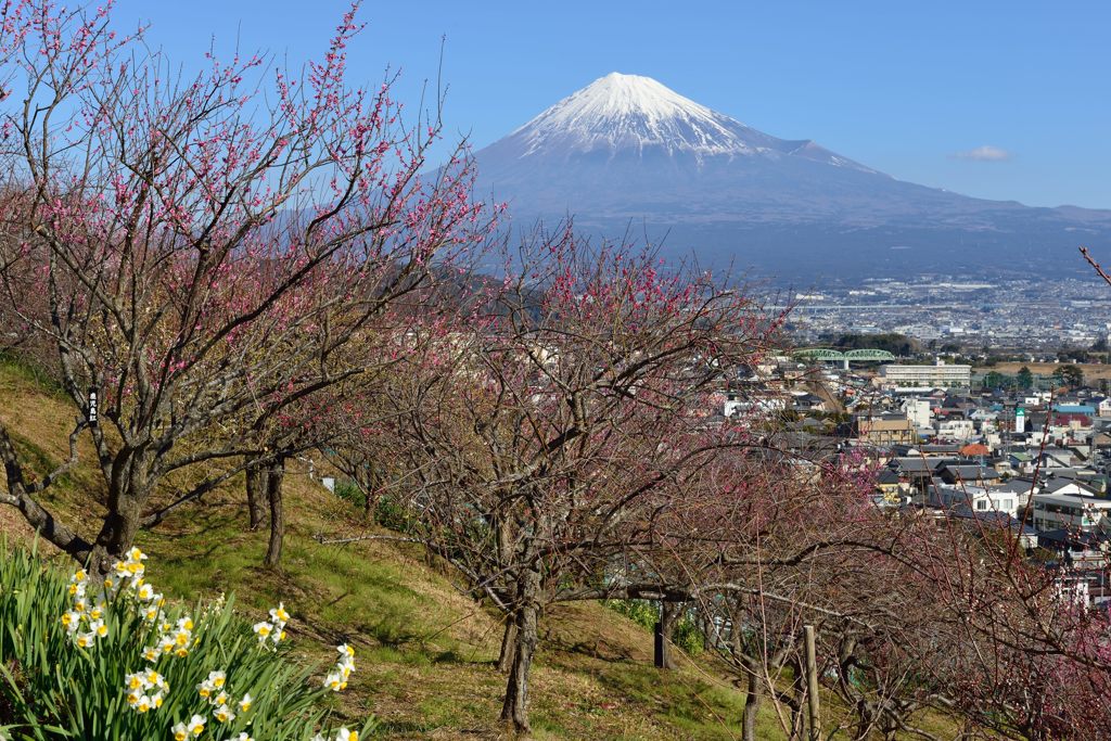 週末の富士山（新作554）