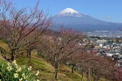 週末の富士山（新作554）