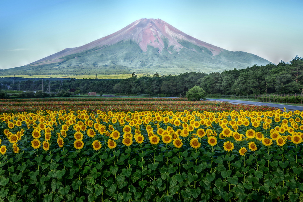 平日の富士山88