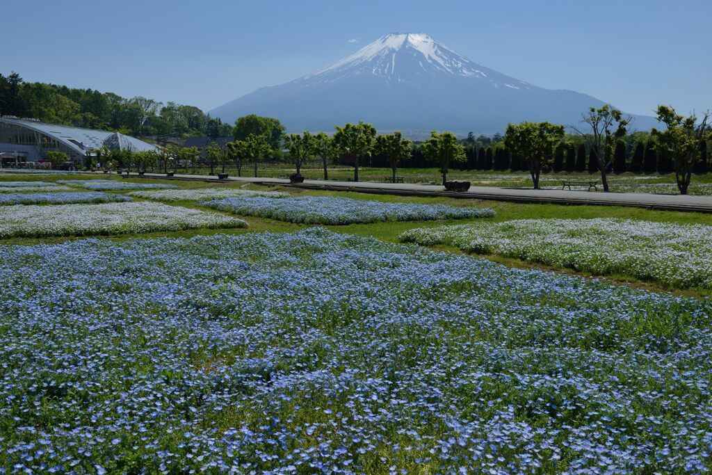 週末の富士山68