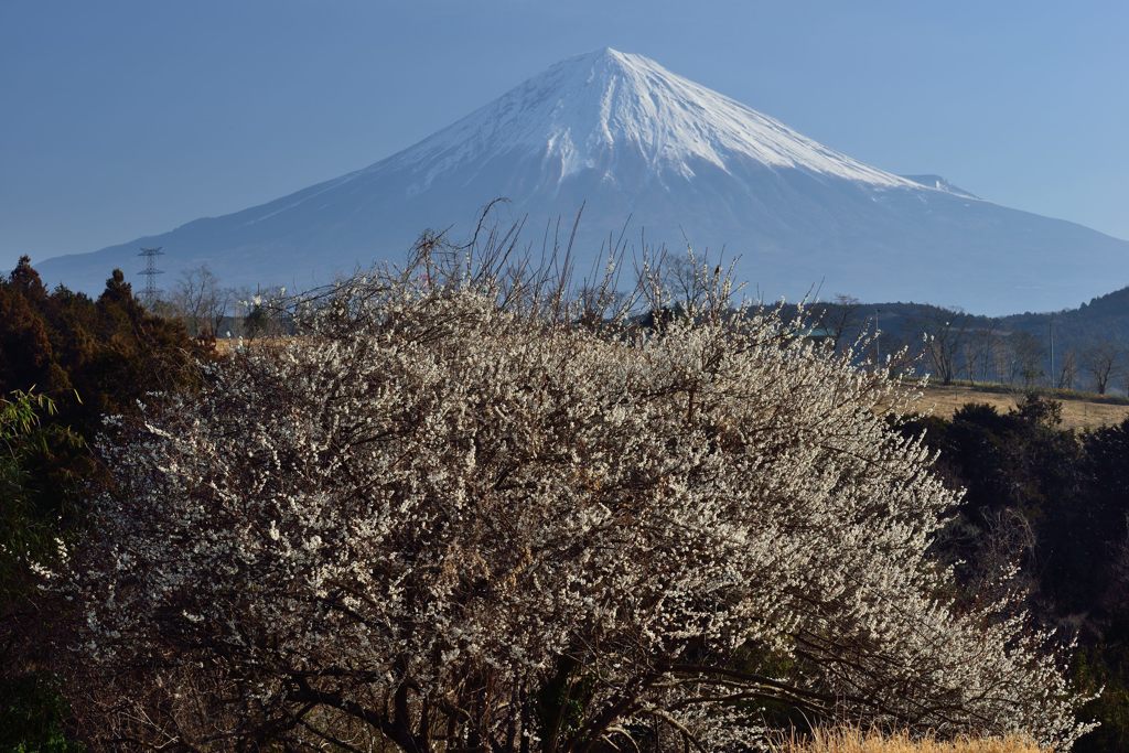 週末の富士山（新作576）