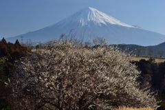 週末の富士山（新作576）