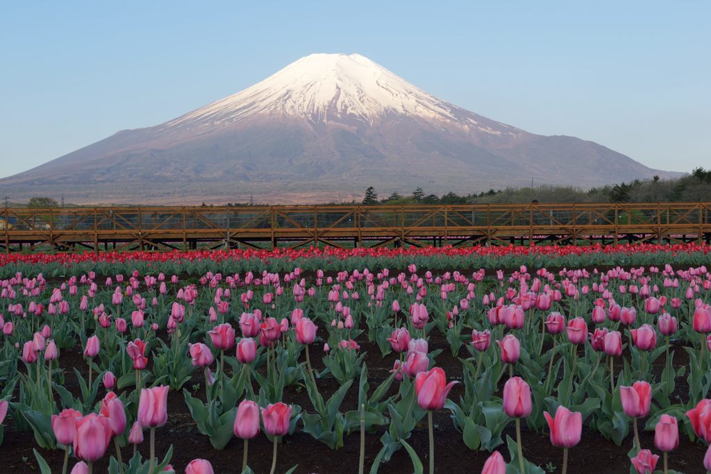 週末の富士山（新作825）