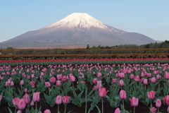 週末の富士山（新作825）