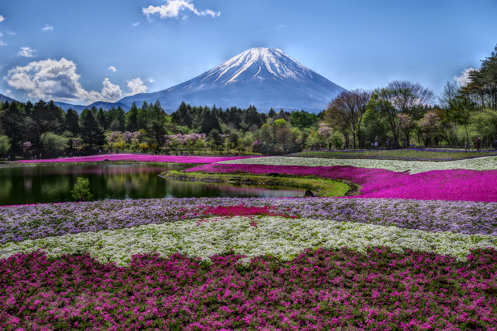 平日の富士山294