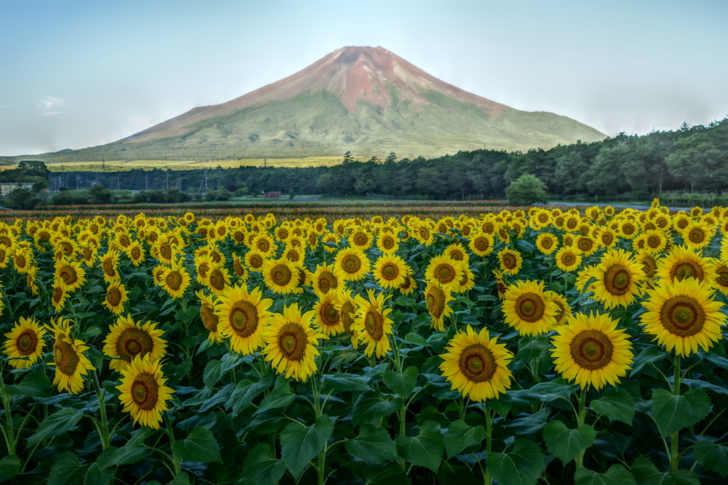 平日の富士山86