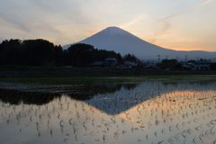週末の富士山（新作878）