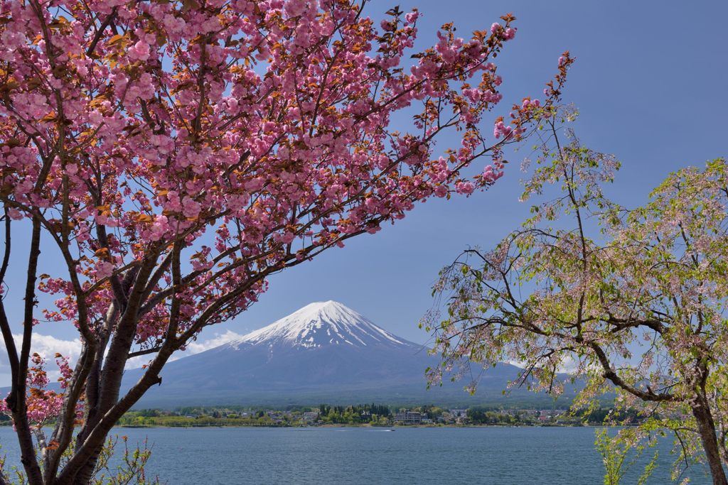 週末の富士山（新作447）