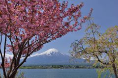 週末の富士山（新作447）