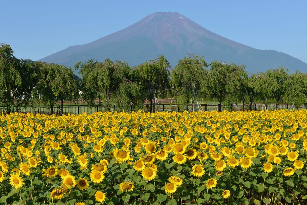 週末の富士山95