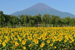週末の富士山95