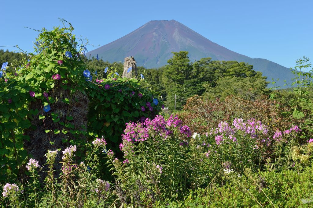 週末の富士山（新作1012）