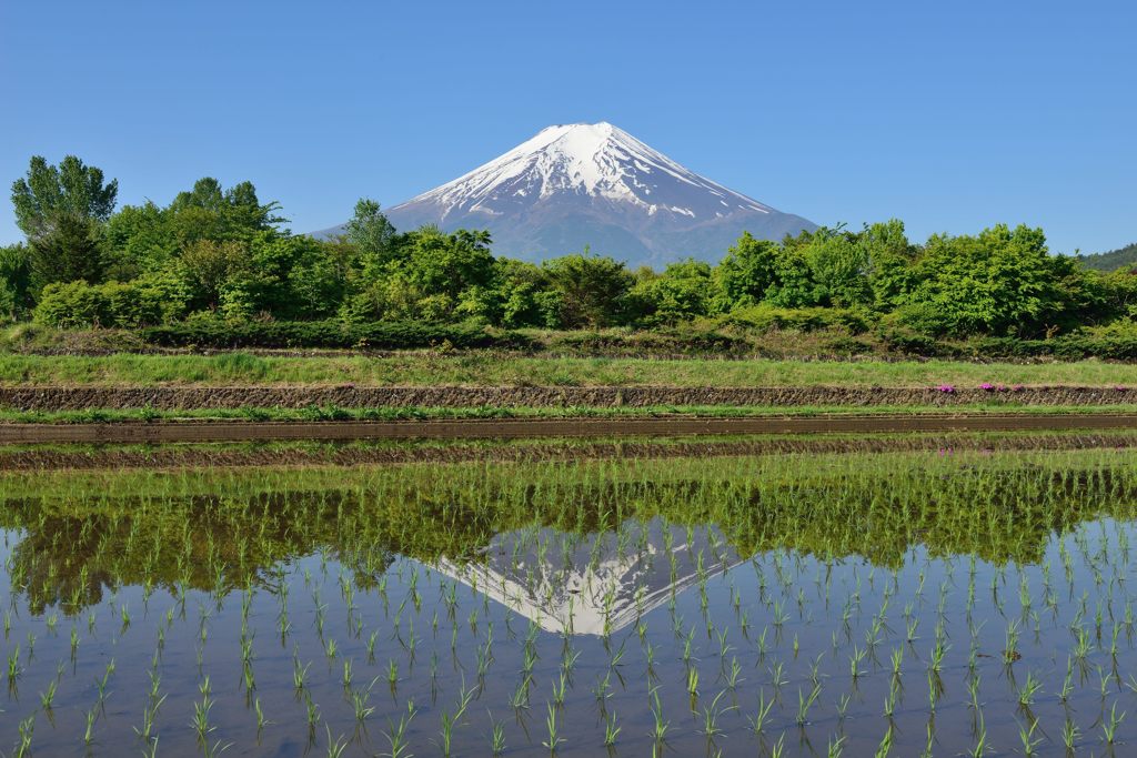 週末の富士山（新作664）