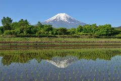 週末の富士山（新作664）