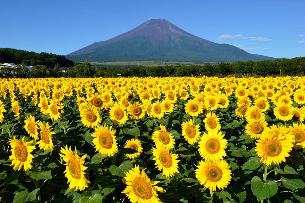 平日の富士山90