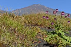 週末の富士山148