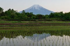 週末の富士山（新作669）