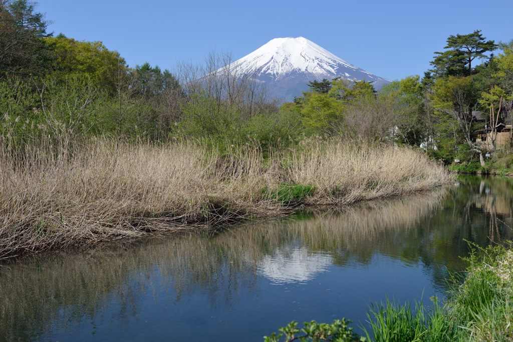週末の富士山（新作835）