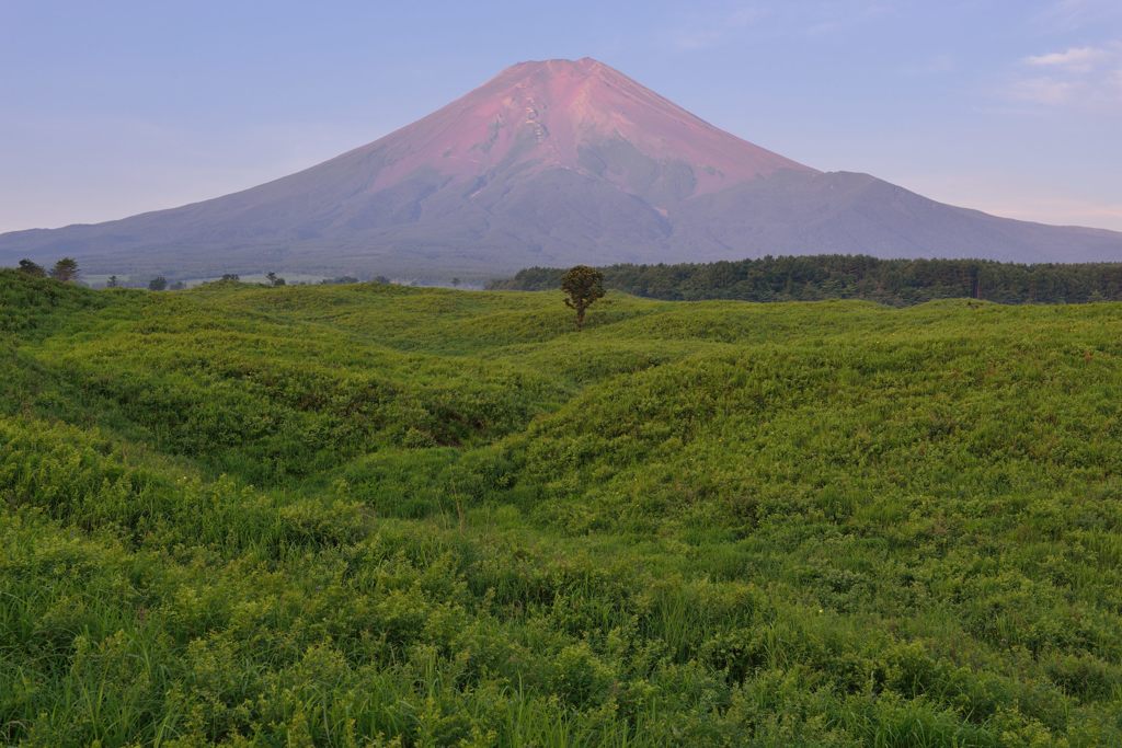 週末の富士山（新作946）