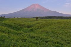 週末の富士山（新作946）