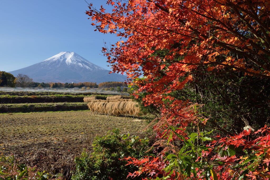 平日の富士山856