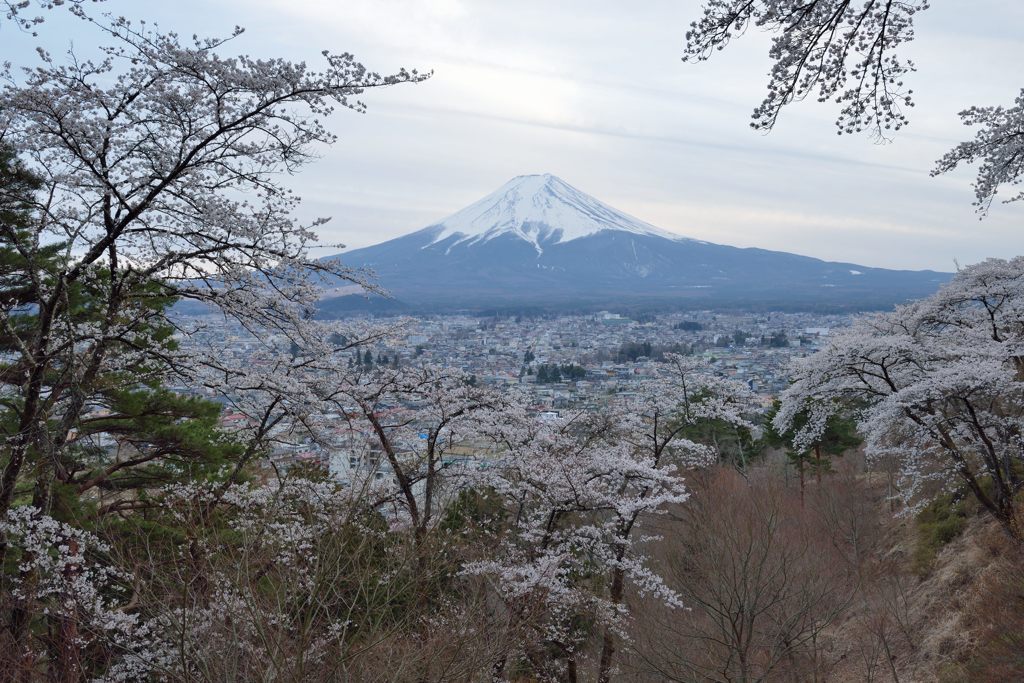 週末の富士山（新作1153）