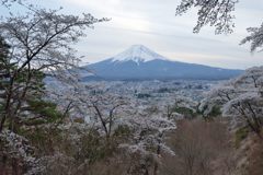 週末の富士山（新作1153）