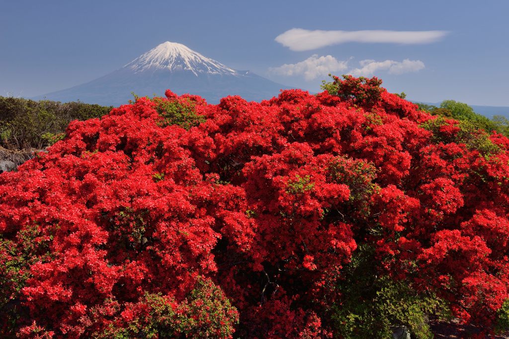 週末の富士山（新作604）