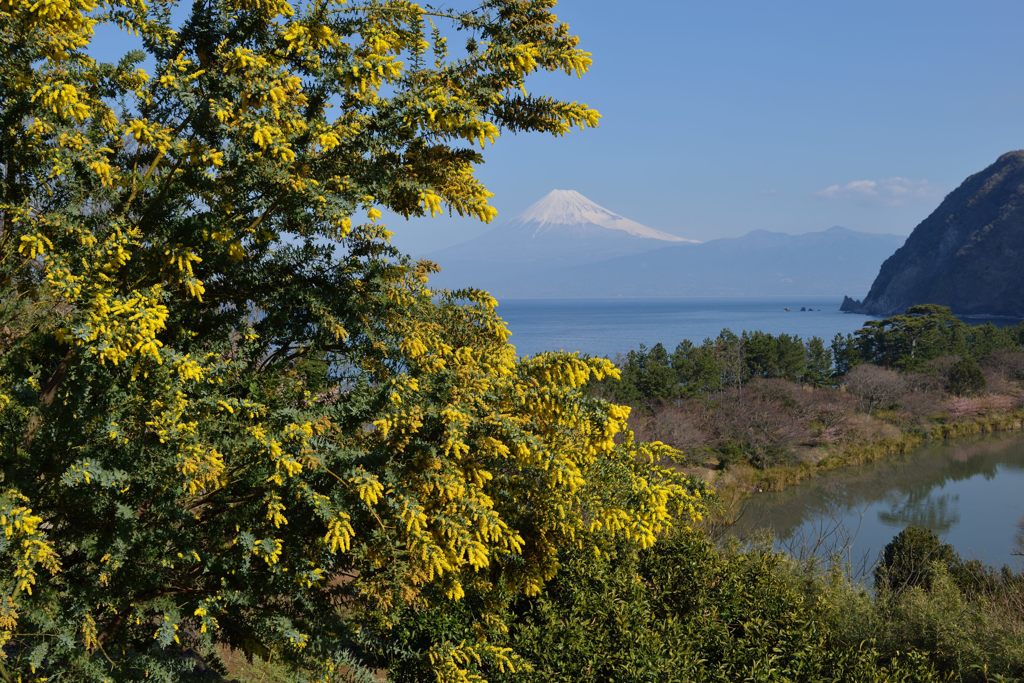 週末の富士山（新作430）