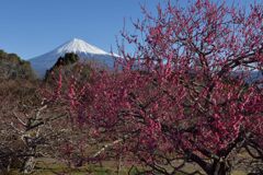 週末の富士山（新作1282）